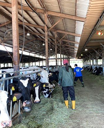 乾乳牛舎の見回り