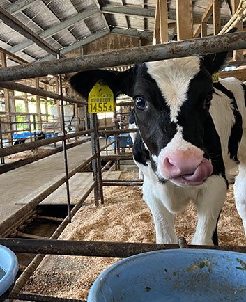 育成仔牛の管理