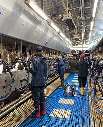 15頭ダブルパラレルミルキングパーラにて